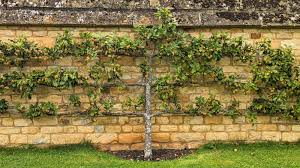 how to espalier fruit trees and