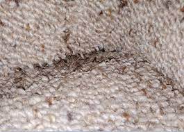 what carpet cleaner kills fleas