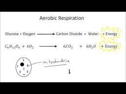 Aerobic And Anaerobic Respiration Part