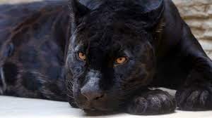 black jaguar growl sound effect you
