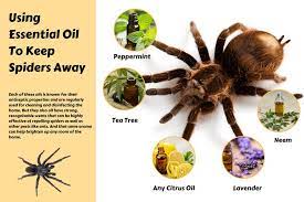do essential oils keep spiders away