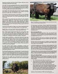 12th Annual 2 Year Old Angus Bull Sale By Coyote Publishing