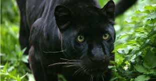 black panther vs black jaguar what