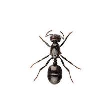 little black ant identification habits