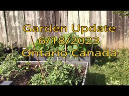 Vegetable Garden Update June 18 2023