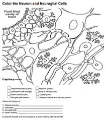 The animal cell coloring worksheet has been used with freshman biology for years as a supplemental way to learn the parts of the cell. Color The Neuron And Neuroglia