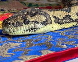snake tales petlife