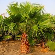 Wasingtoniya Outdoor Palm Tree
