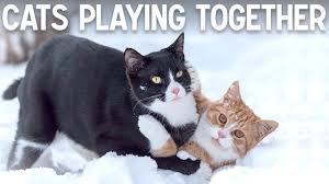 Sweet and loving picture of friendship and child cat. Cats Playing Together And With Toys Youtube