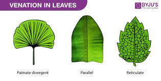 leaf venation neet biology notes