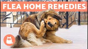 6 home remes for killing fleas on