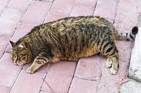 swelling in cats symptoms causes