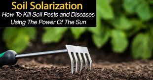 Soil Solarization How To Kill Soil