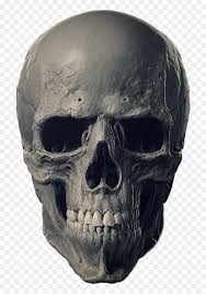 skulls bone human skeleton