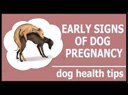 early signs of dog pregnancy how to