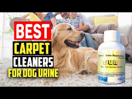 top 5 best carpet cleaners for dog
