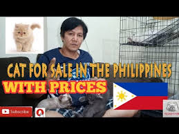 cats in the philippines with