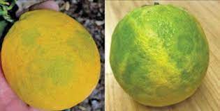 Turunçgillerde Taşlaşma İle Mücadele! | Haberler | Tarim.com.tr