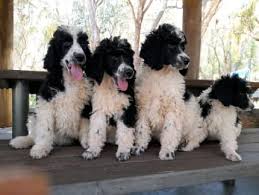 parti standard poodle pups dogs