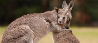 Somos una empresa dedicada al calzado de moda joven y tenemos un compromiso, dar la máxima calidad a todos nuetros productos a un precio asequible. Save Kangaroos Have Your Say On Killing Kangaroos For Profit Animals Australia