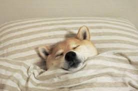 「布団 で 寝る 柴犬」の画像検索結果