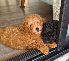 poodle toy puppies available from