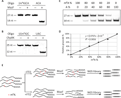 Single Base Mapping Of M6a By An Antibody Independent Method