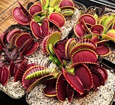 Even if there is a venus fly trap big enough to catch a human, its shape and structure wouldn't allow the digestion, it wouldn't be firmly enough to hold a body, therefore a human could easily get out of it. Growing Dionaea Muscipula Icps