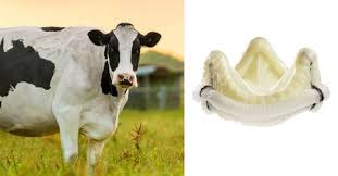 cow valve replacements 5 important facts
