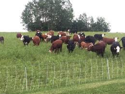 selecting a beef cattle breed cornell