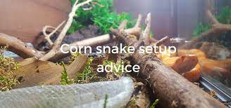 corn snake setup vivarium heating uv