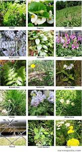 50 toxic plants the silent slayers at