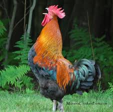 We did not find results for: The Crowing Contest Crowing At Night And Other Facts About Roosters Murano Chicken Farm