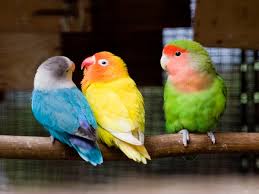 lovebirds list of types care as pet