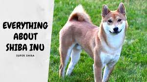 How Much does a Shiba Inu Cost and Tips ...