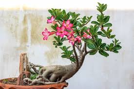 Indoor Flowering Plants 5 Varities