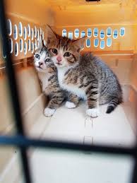 Most groups also provide basic supplies the. It Is Kitten Season Become A Foster Parent Or Even Better Adopt Black Car News