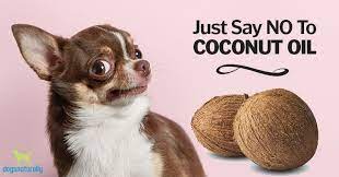 coconut oil for dogs new research says