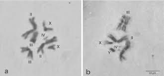 Check spelling or type a new query. Figure 1 From The Chromosomes Of Drosophila Suzukii Diptera Drosophilidae Detailed Photographic Polytene Chromosomal Maps And In Situ Hybridization Data Semantic Scholar