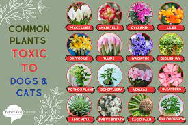 Common Plants Toxic To Dogs Cats