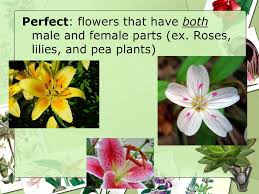 Check out our male female both selection for the very best in unique or custom, handmade pieces from our shops. Parts Of A Flower Ppt Download