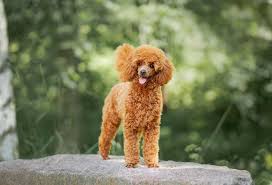 how much do poodles cost patchpuppy com
