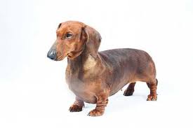 miniature dachshund dog puppy breed