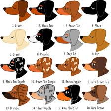 dachshund dog name id personalised