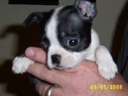 Maybe you would like to learn more about one of these? Boston Terrier Puppies For Sale