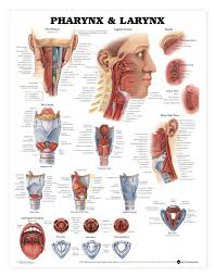 Pharynx Larynx Anatomical Chart