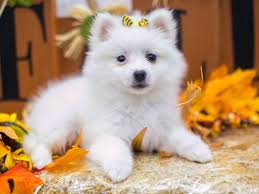 miniature american eskimo puppy white