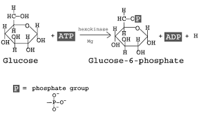 Glycolysis Explained In 10 Easy Steps With Diagrams