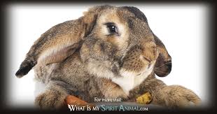 rabbit symbolism meaning spirit