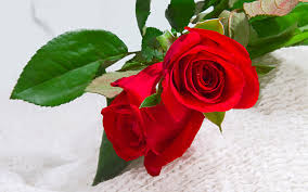 free red rose flower flower hd